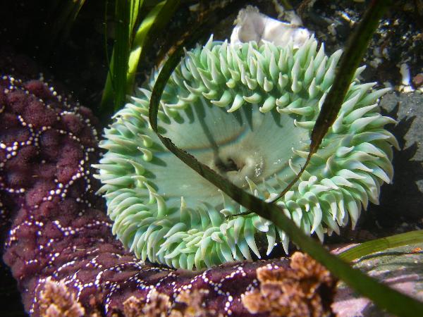 Photo of Anthopleura xanthogrammica by Celeste Paley